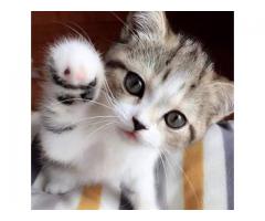 Cute Kittens Doing Funny Things