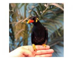Indian Hill Mynah for Sale