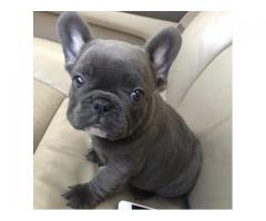 French Bulldog Puppies for Sale Near Me.